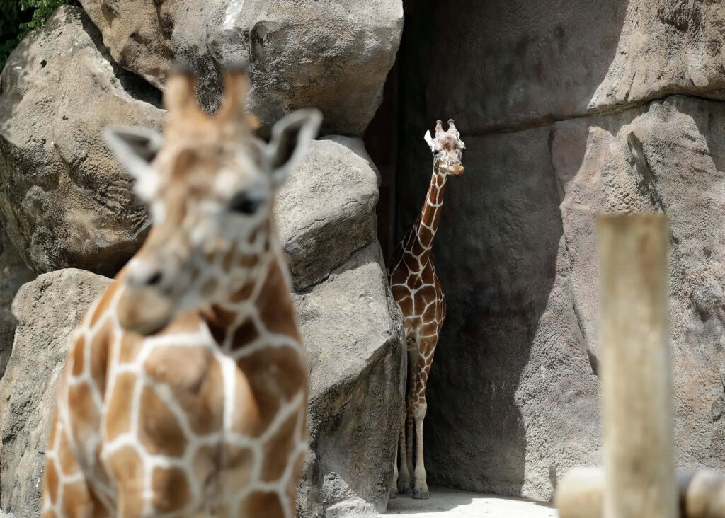 Serene Giraffe Wallpaper in Natural Zoo Setting