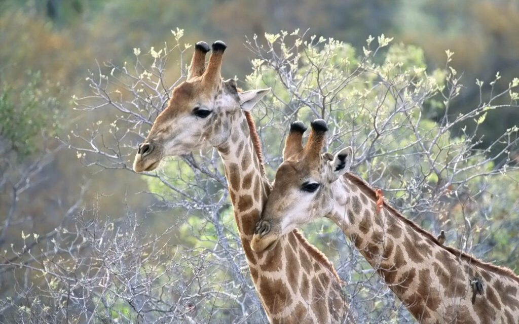 Serene Giraffes Walking Together in Lush Greenery Wallpaper
