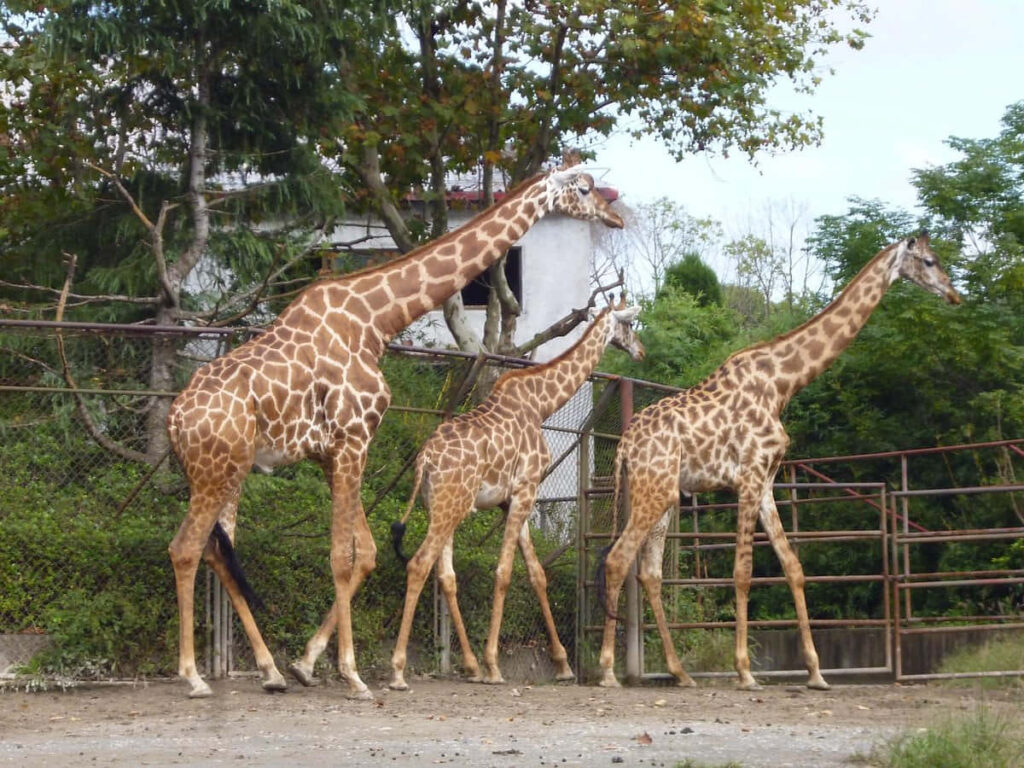 Serene Giraffes Walking in Lush Greenery - Nature Wallpaper