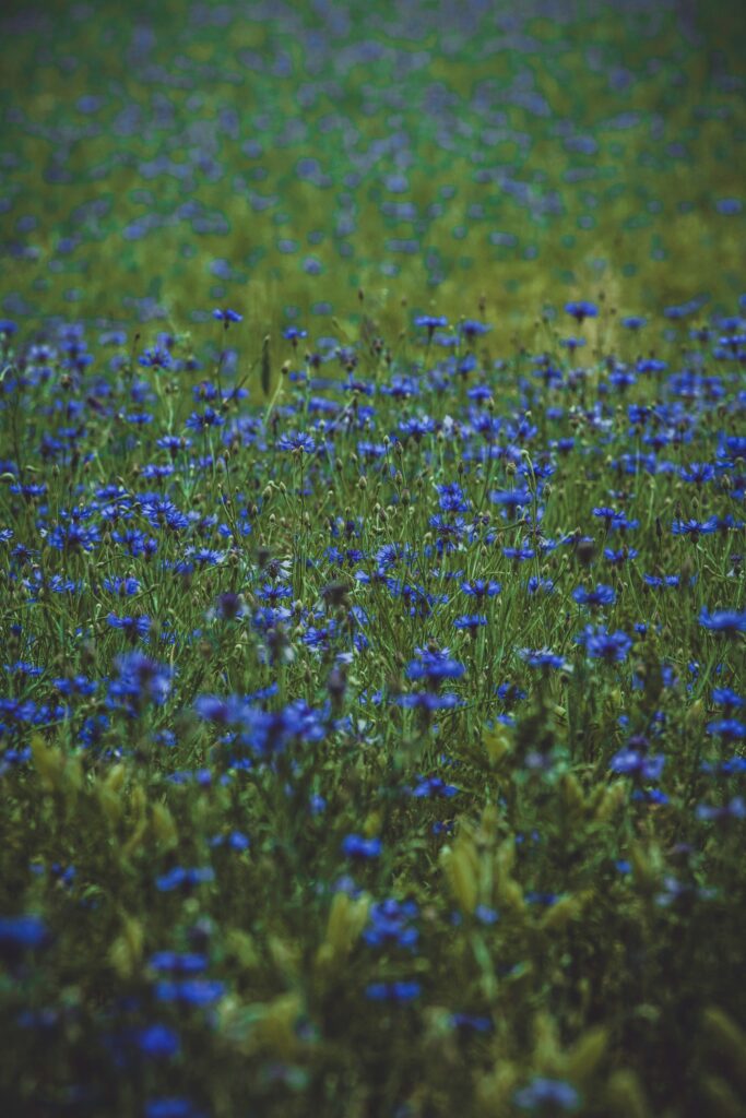 Serene Glade with Vibrant Blue Wildflowers - Tranquil Wallpaper