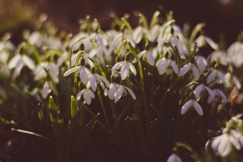 Tranquil Snowdrop Glade: Welcoming Spring's Delicate Beauty Wallpaper