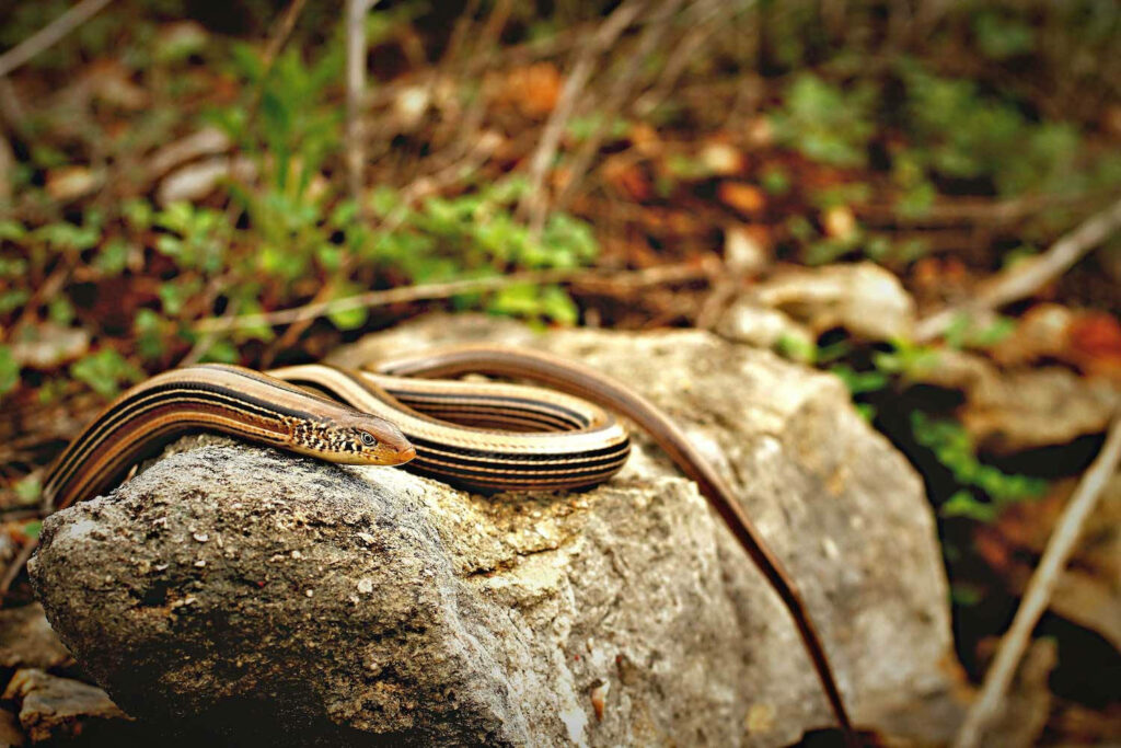 Elegant Glass Lizard on Rock: Serene Nature Wallpaper Background