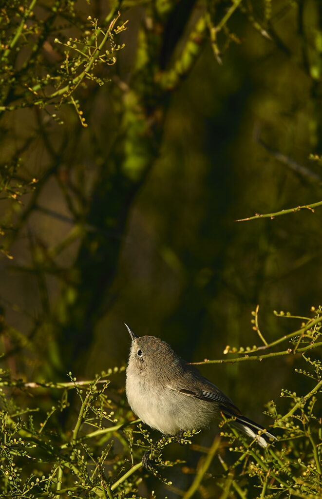 Serene Gnatcatcher Wallpaper in Lush Greenery - Nature's Beauty