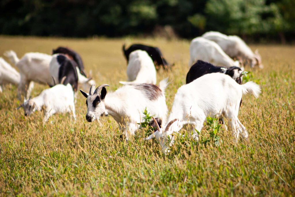 Serene Goat Herd Grazing in Lush Green Field - Peaceful Wallpaper
