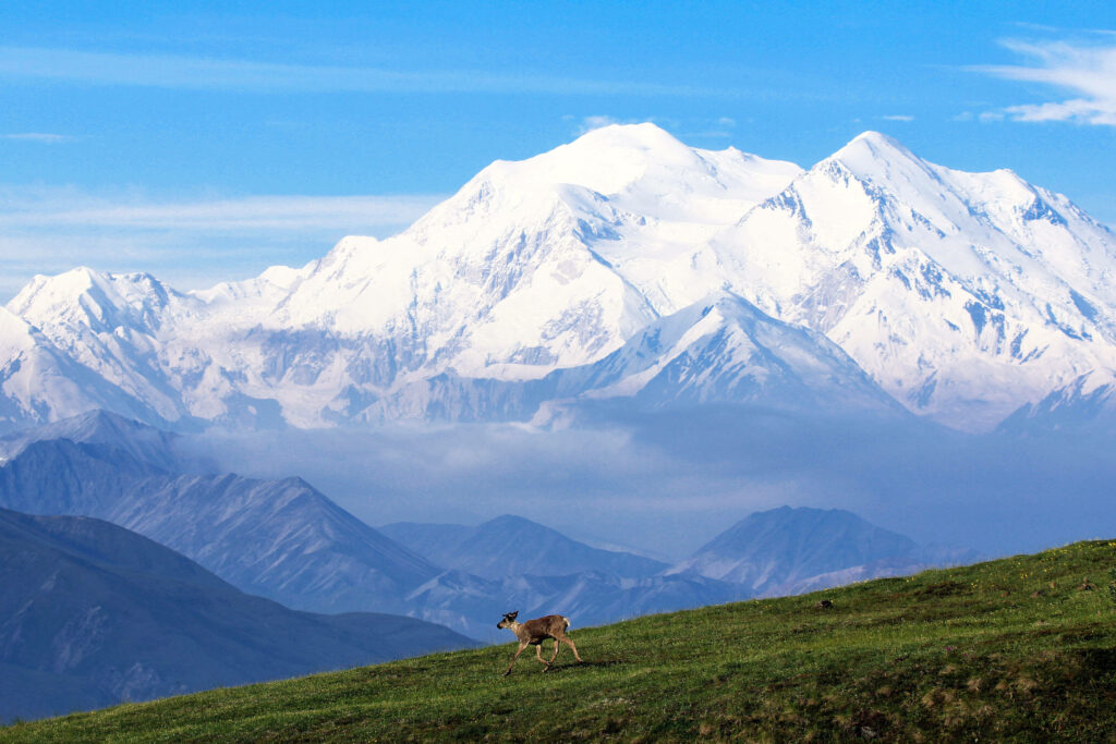Serene Goat on Lush Hill with Denali Mountain Background Wallpaper