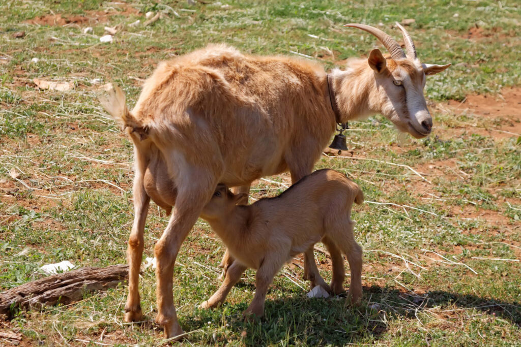 Serene Pastoral Scene: Mother Goat Nursing Kid in Sunlit Field Wallpaper