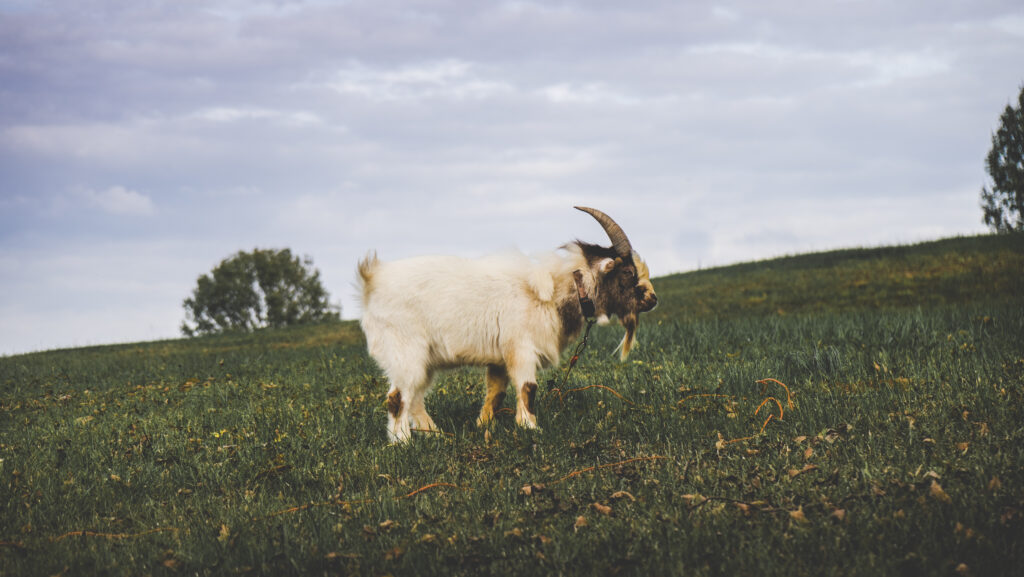 Tranquil Goat in Lush Green Field: Serene Rural Wallpaper
