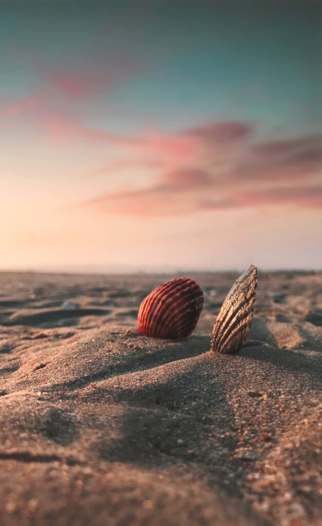Serene Sunset Beach Wallpaper with Seashells and Pink-Hued Clouds