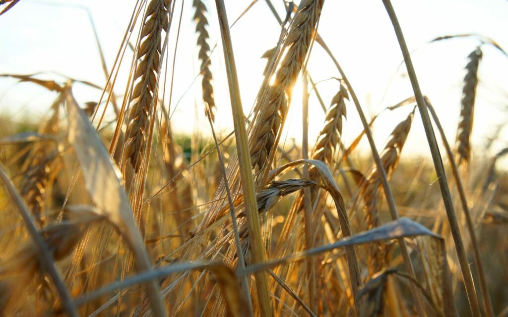 Serene Wallpaper: Golden Corn & Tall Grass in Soft Sunlight