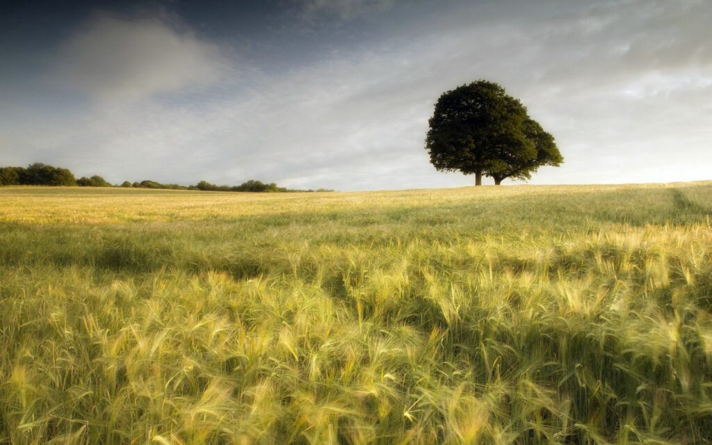Golden field with blurred grain ears and solitary tree under vast calm sky wallpaper background