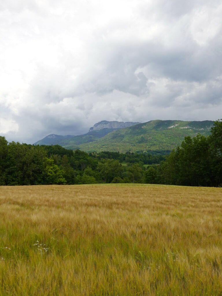 Golden field under cloudy sky framed by green trees and distant mountains serene landscape Wallpaper