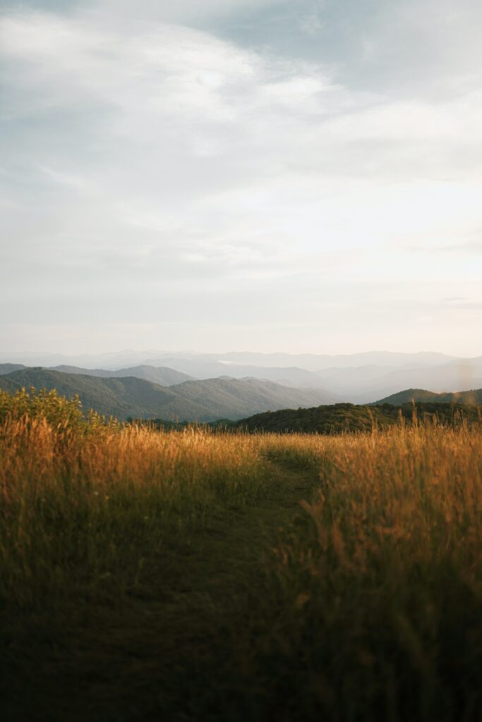 Serene golden fields and misty valley with soft fog and gentle mountains natural landscape wallpaper