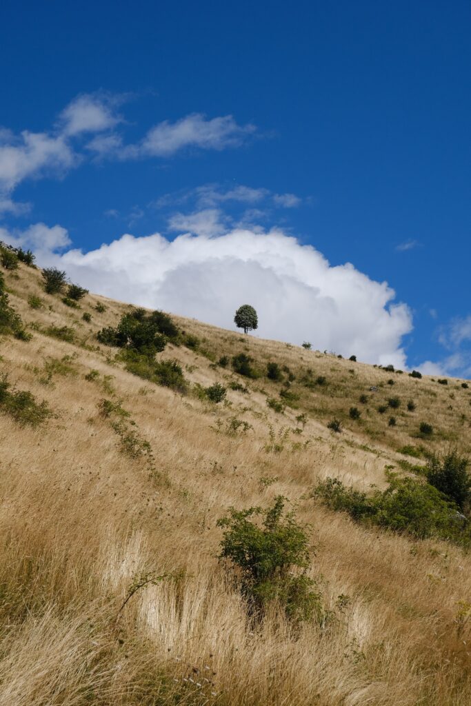 Golden grass field with green shrubs and lone tree under bright blue sky with white clouds Wallpaper