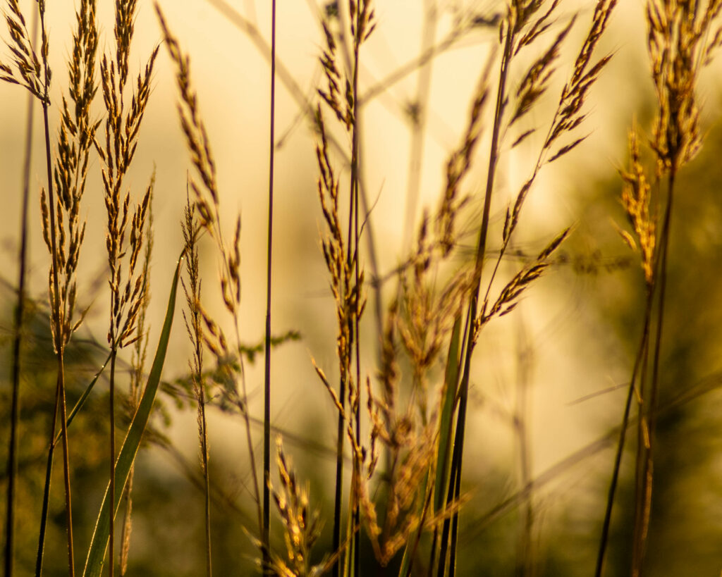 Macro Golden Grass Wallpaper: Serene Blurred Background Texture