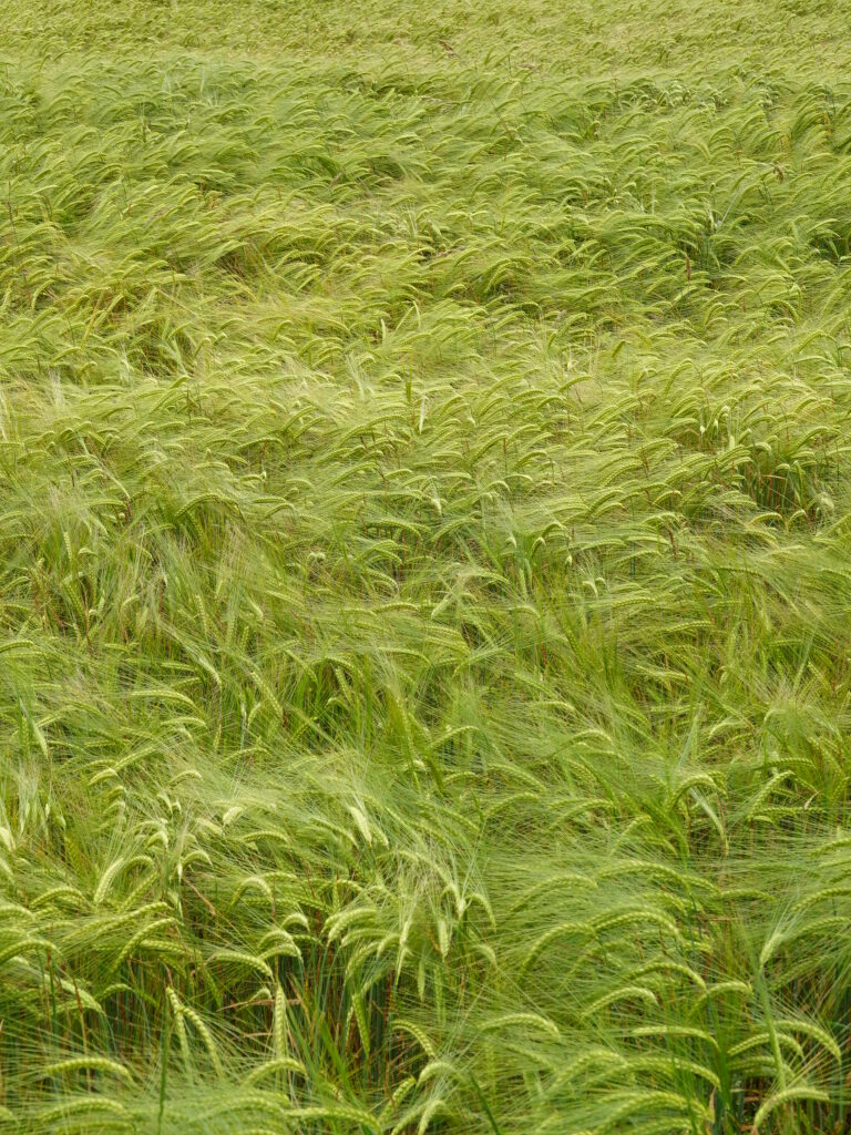 Serene wheat field with golden green ears swaying in breeze peaceful rural wallpaper background