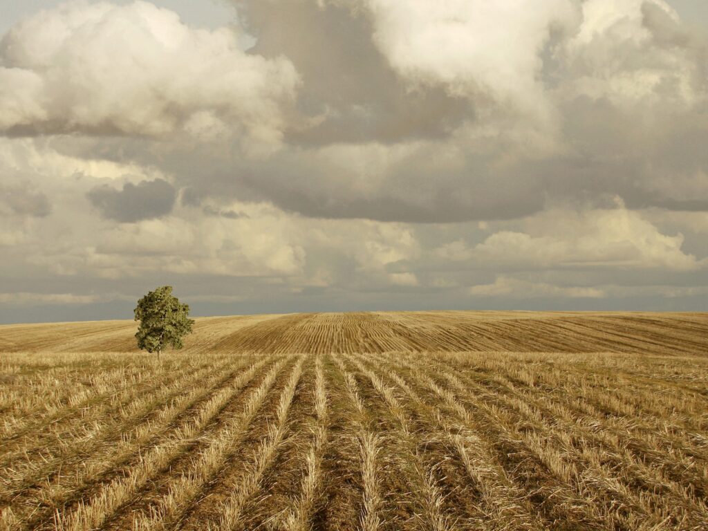 Serene rural landscape with golden hay field neat rows solitary tree and dramatic cloudy sky wallpaper