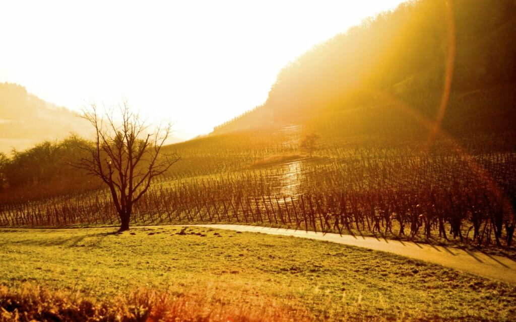 Serene morning field with golden sunlight rows lone bare tree winding path peaceful wallpaper
