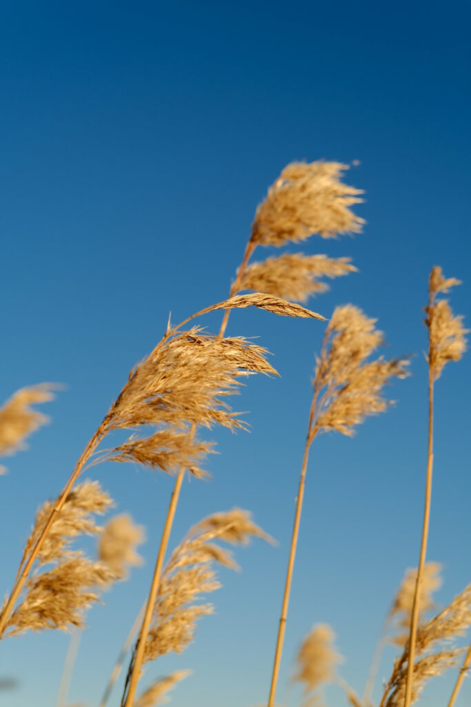 Serene Golden Reed Plants – Macro Wallpaper Against Blue Sky