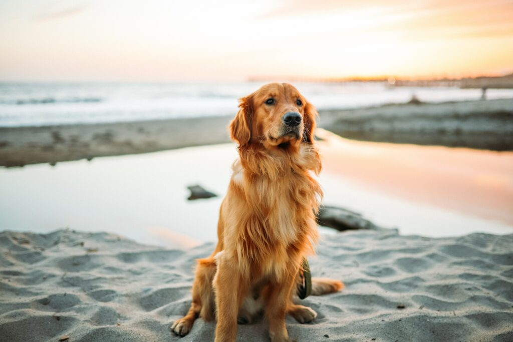Golden Retriever on Beach at Sunset: Serene Dog Wallpaper