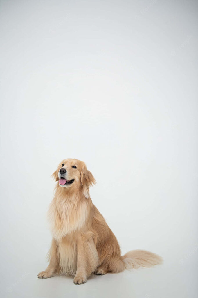 Serene Golden Retriever Wallpaper: Calming Minimalist Dog Background