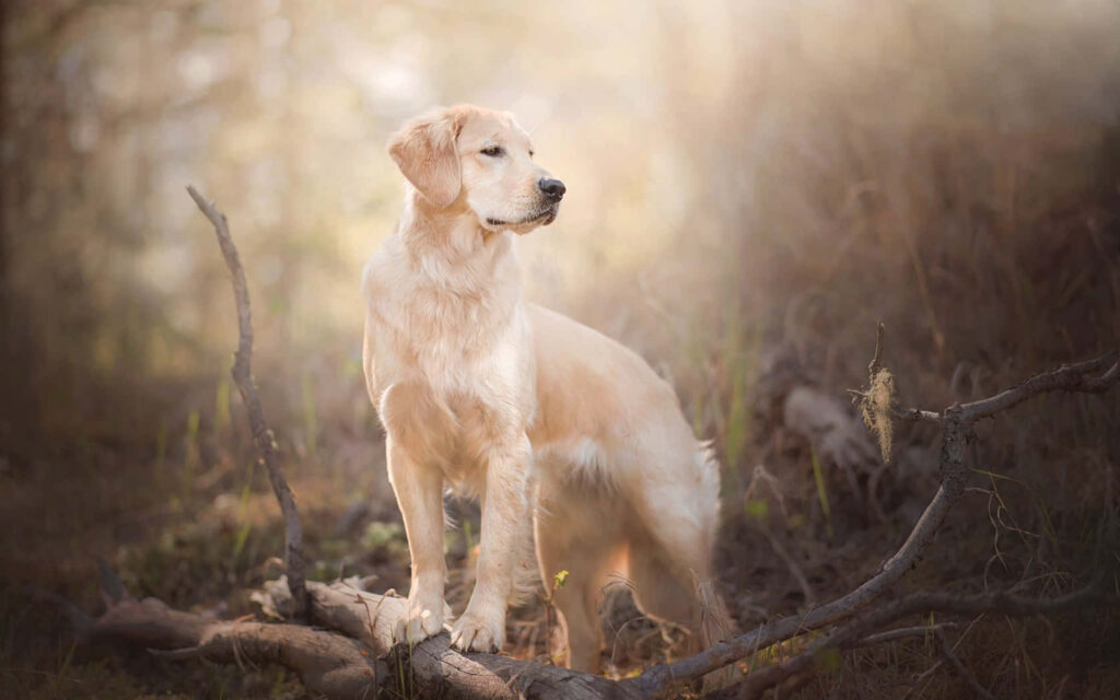 Elegant Golden Retriever Wallpaper in Serene Forest Setting