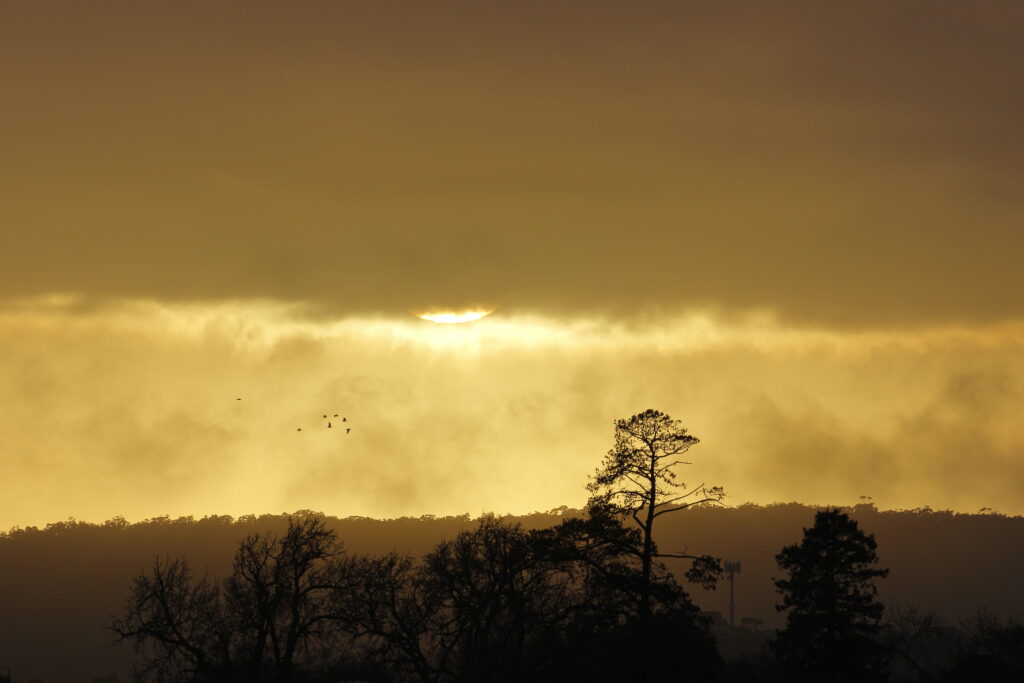 Serene sunset wallpaper with golden sky light soft clouds and dark tree silhouettes peaceful nature