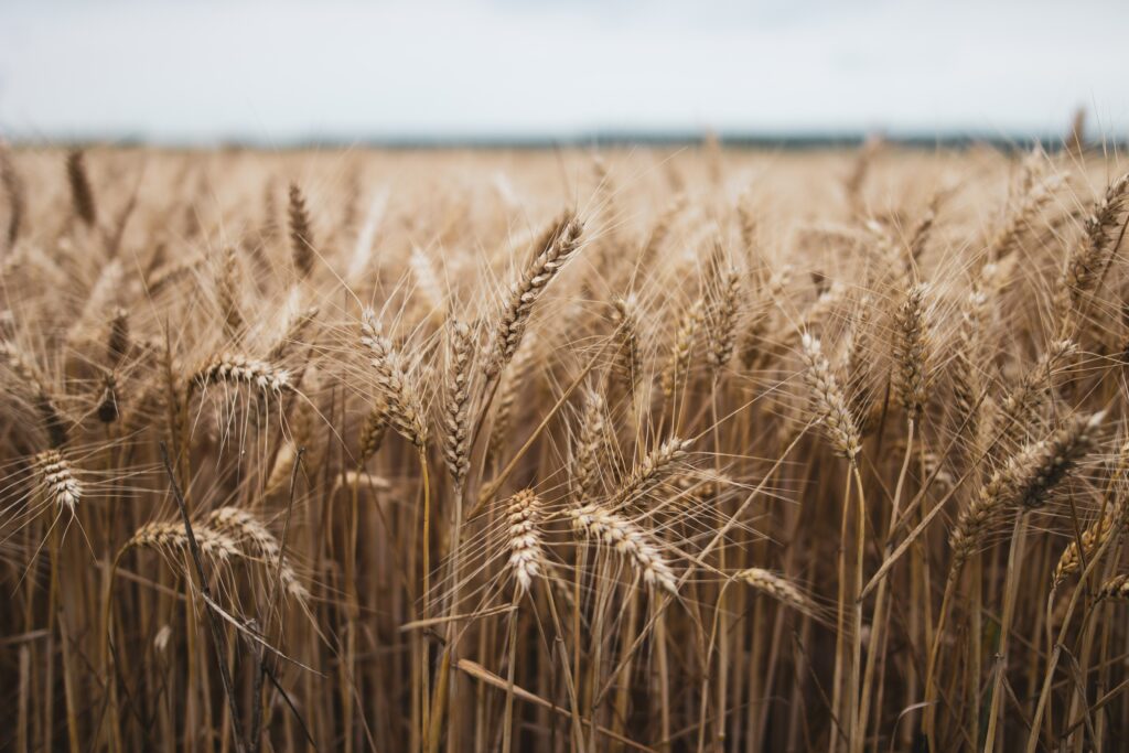 Serene golden dry grasses and textured wheat ears swaying in peaceful rural field under soft sky Wallpaper