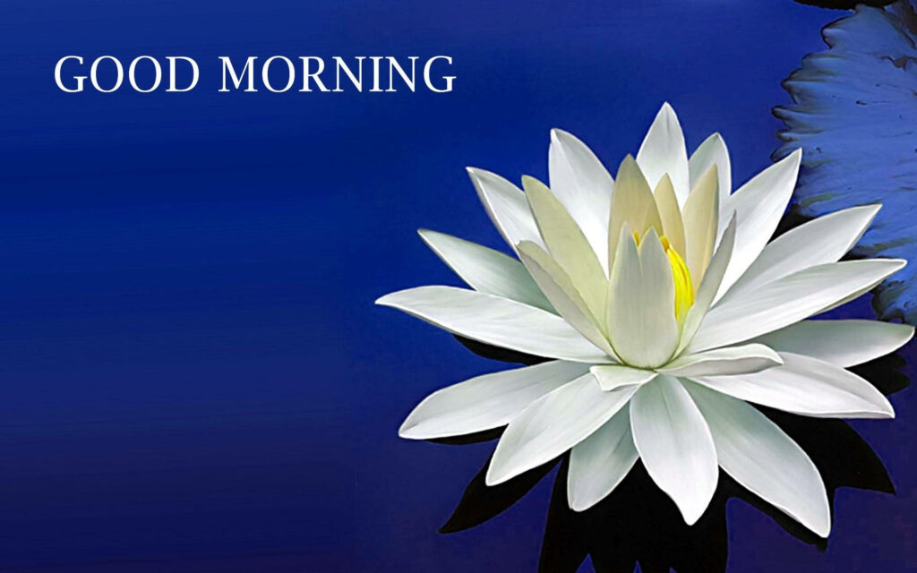 Elegant white lotus flower in full bloom on deep royal blue good morning wallpaper background