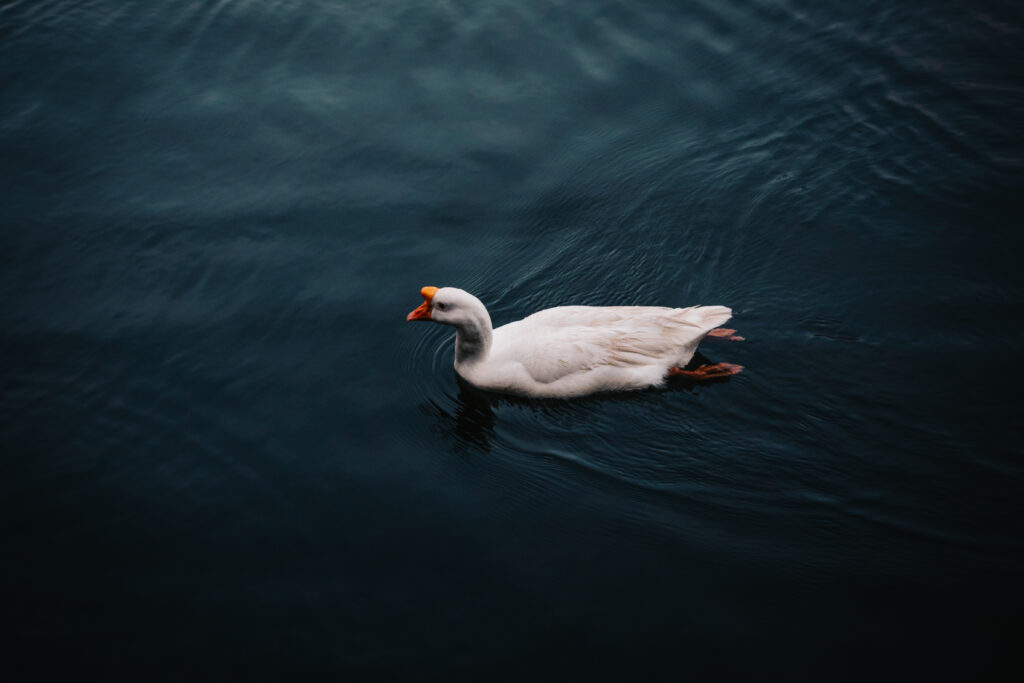 Calm Goose Swimming Wallpaper - Serene Dark Water Background