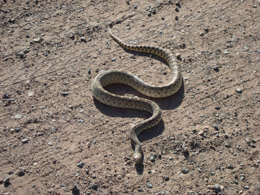 Serene Gopher Snake on Sunlit Dirt: Nature's Textured Beauty Wallpaper