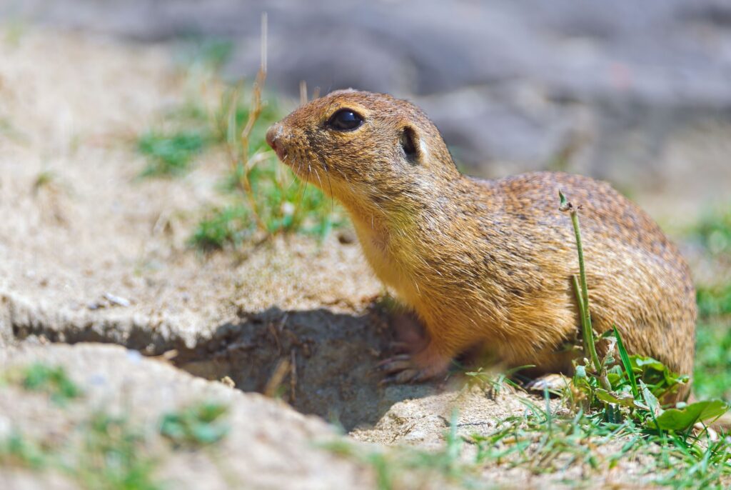 Serene Gopher Wallpaper: Resting in Nature's Cool Shade