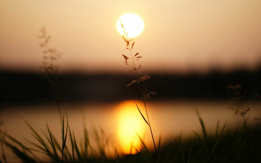 Serene Sunset Wallpaper: Silhouetted Grass & Calm Water Reflections