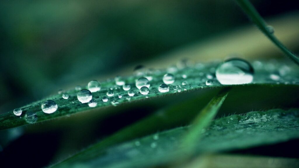 Serene Dew-Drop Grass Close-Up Wallpaper - Soft Light Beauty