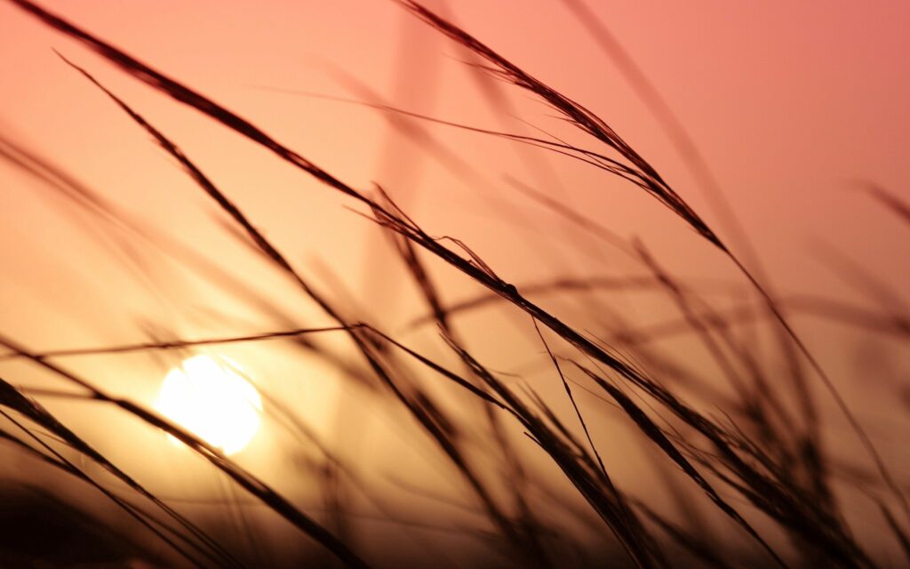 Serene Grass Blades Wallpaper: Gentle Sunlight & Soft Gradient Sky