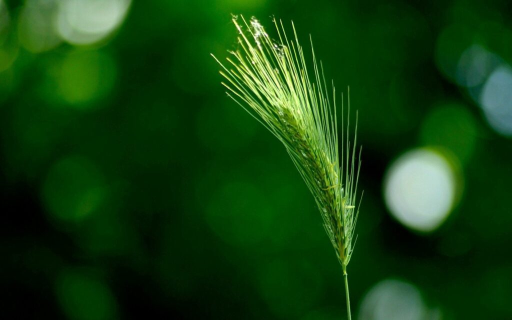 Serene Grass Close-Up: Gentle Natural Light Wallpaper Background