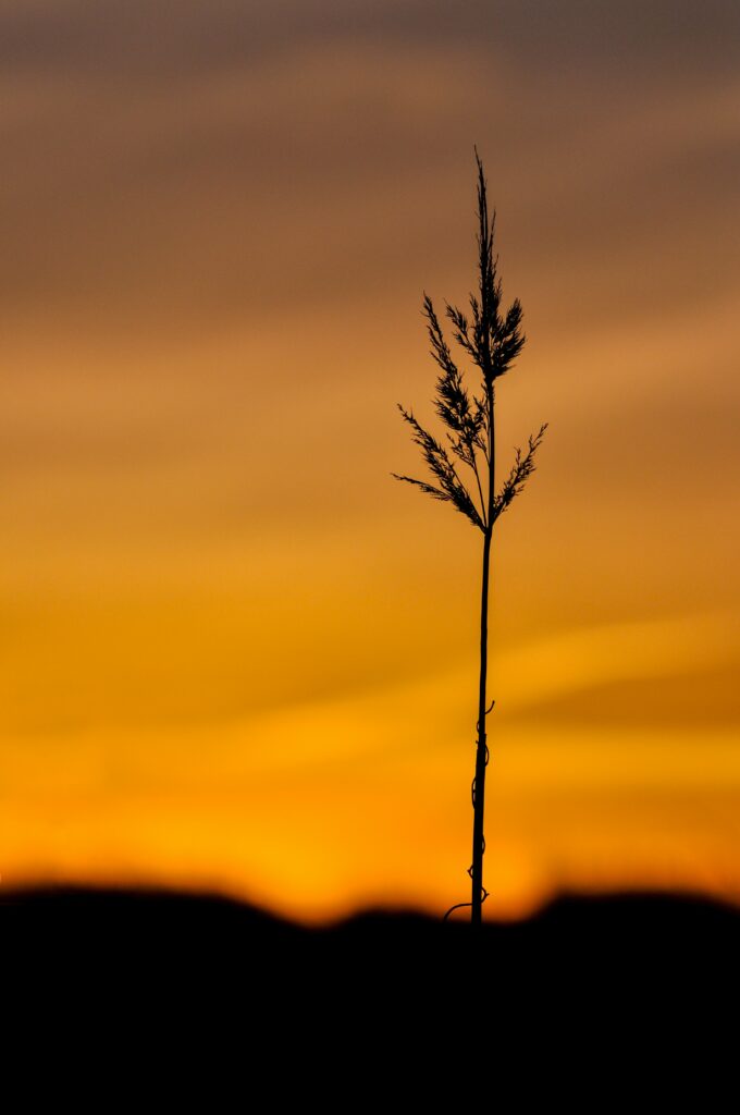 Serene Grass Spikelet Wallpaper Against Dusky Orange Sky