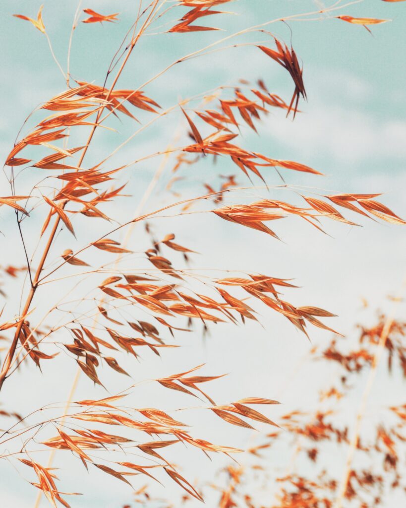 Serene Wallpaper: Close-Up of Delicate Grass Spikelets in Warm Tones