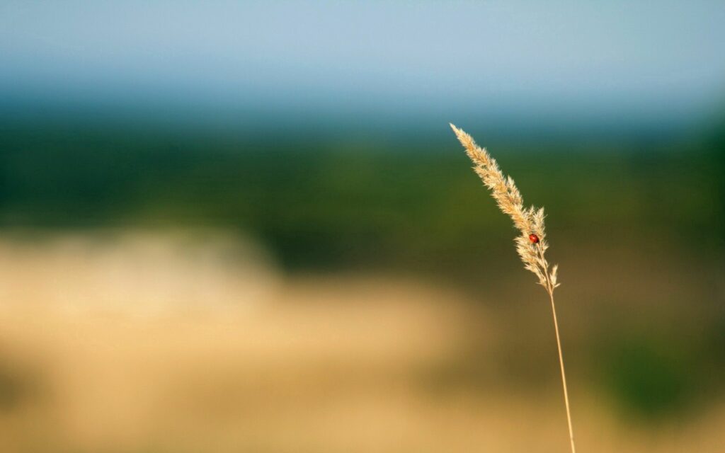 Serene Close-Up of Grass Stem with Blurred Natural Wallpaper Background