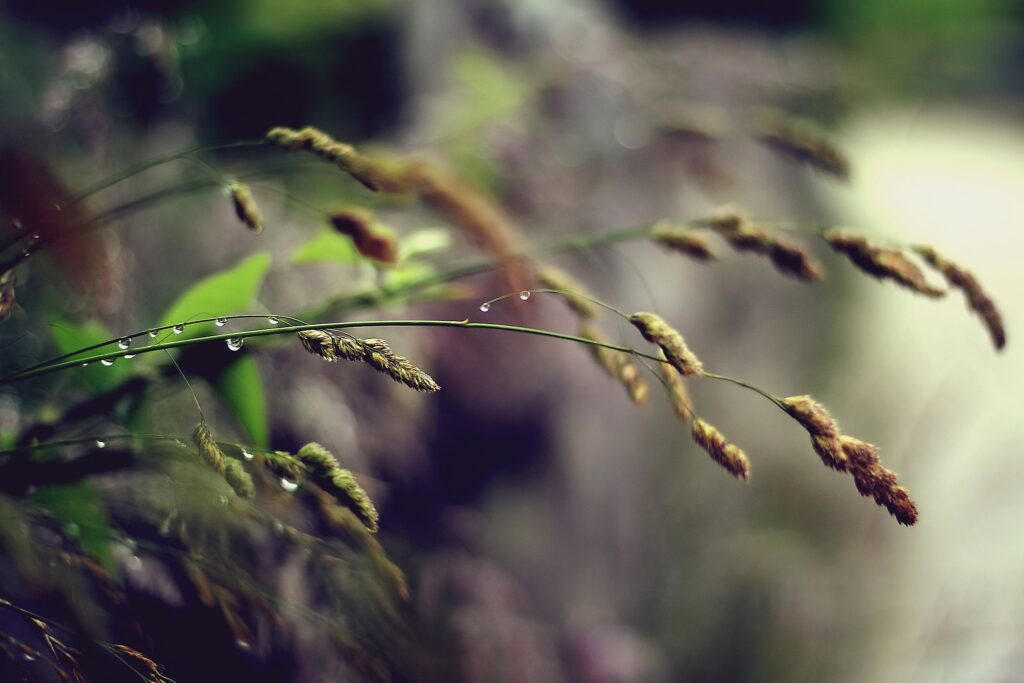 Serene Grass Stems with Water Droplets - Nature Wallpaper Background