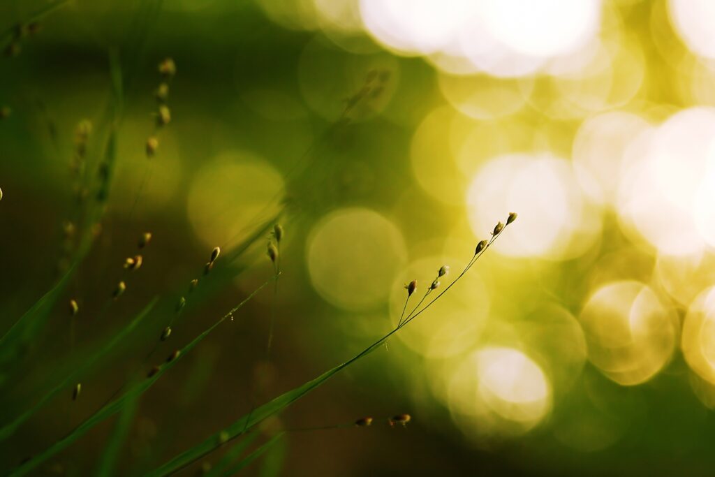 Serene Grass Blades Wallpaper: Calm Natural Background Design