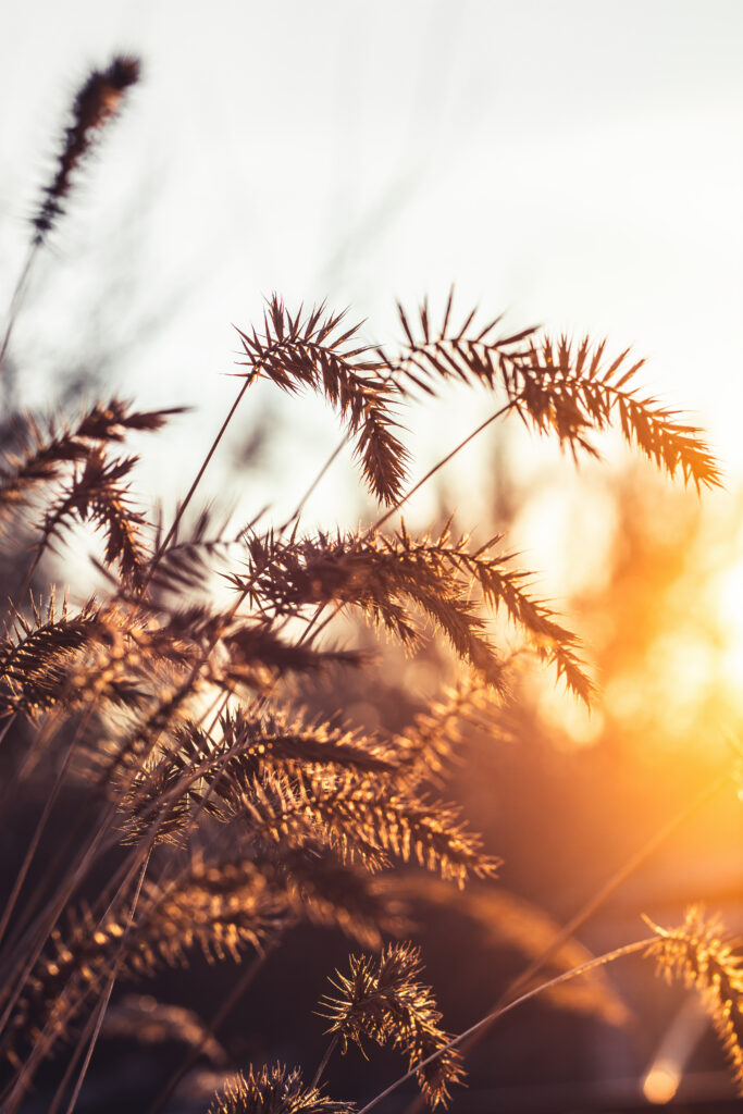 Serene Nature Wallpaper: Delicate Grass Spikelets in Warm Sunlight