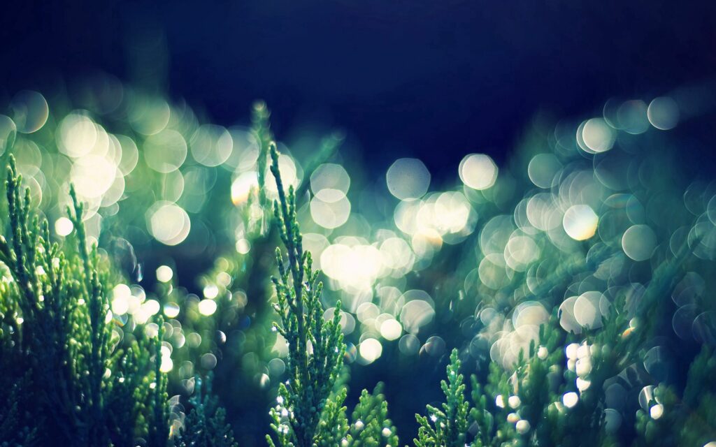 Serene Dewdrop Wallpaper on Green Grass with Beautiful Bokeh Effect