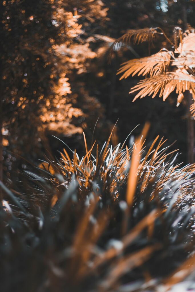 Serene Grass Wallpaper: Soft Blur and Tranquil Nature Background