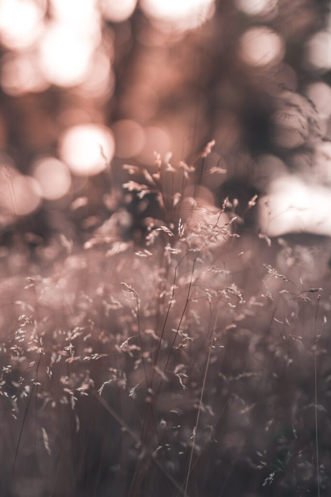 Serene Soft-Focus Grass Wallpaper | Dreamy Sunlit Field Background