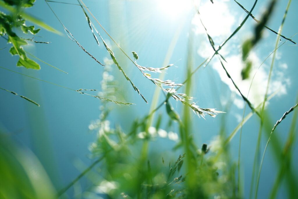 Serene Grass Wallpaper: Soft Light, Gentle Branches, Bright Sky