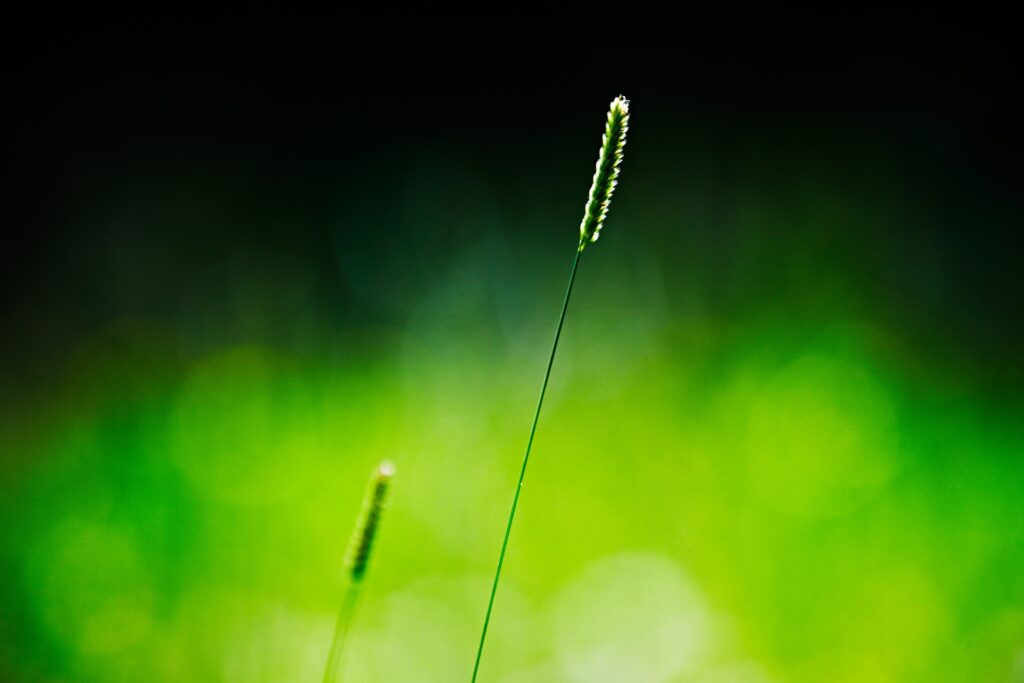 Serene Grass Wallpaper: Soft Light & Nature's Calm Background