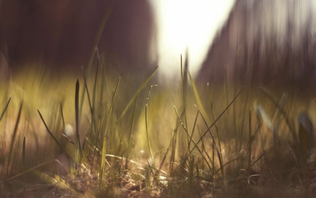 Serene Grass Wallpaper: Bright, Calming Nature Background