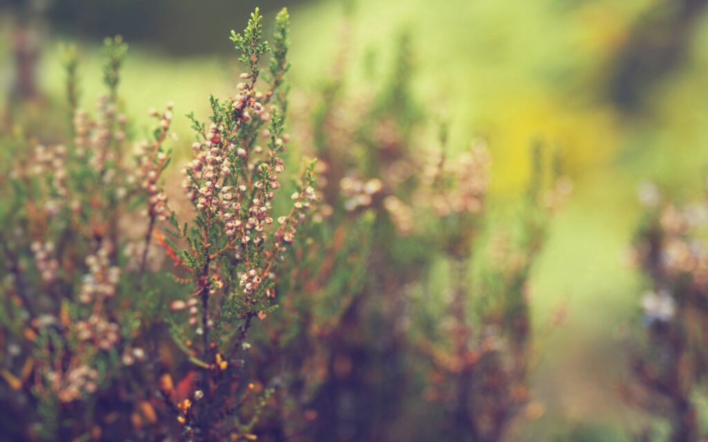Delicate Grass & Flowers: Serene Warm Light Wallpaper Background