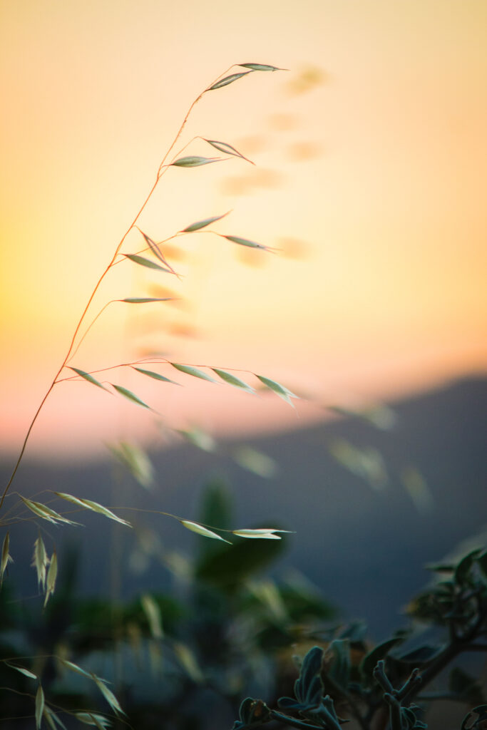 Serene Blurred Grass & Leaves Wallpaper with Warm Sunset Background