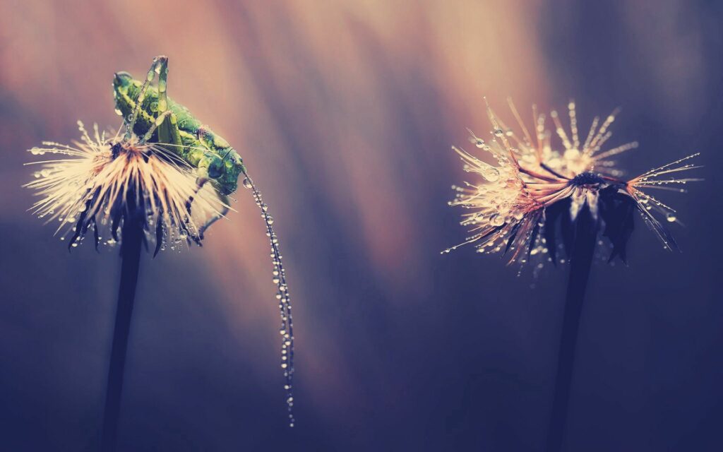 Serene Grasshopper Wallpaper with Ethereal Light & Water Drops